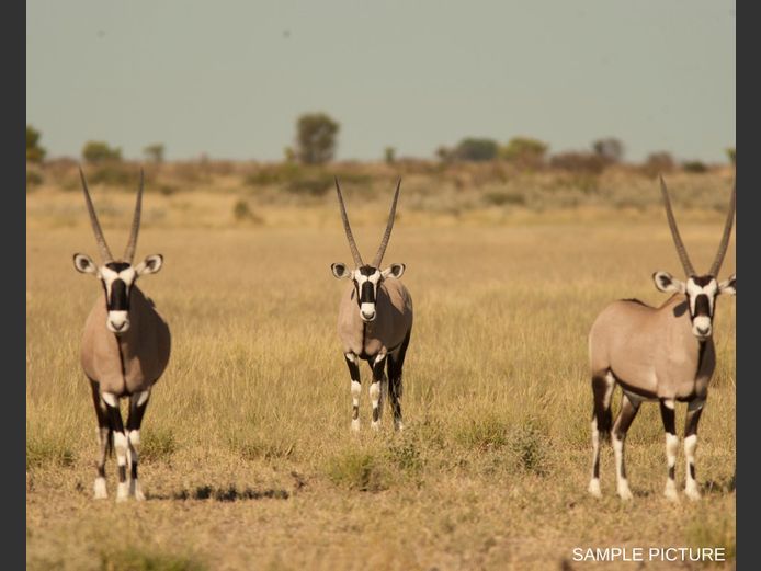 ORYX | GOLDEN GAME WILDLIFE