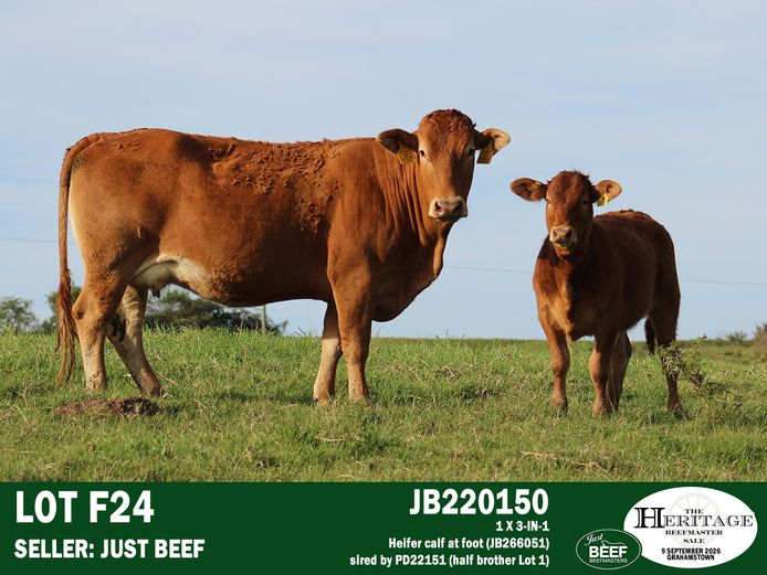 Female Animals | Just Beef