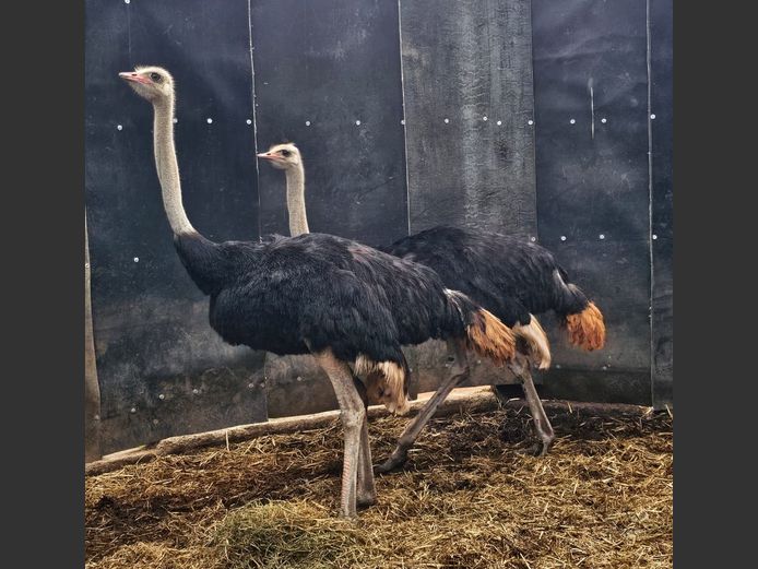 OSTRICHES | THE LITTLE HUT