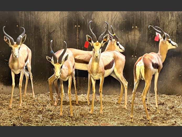 Damara Springbok Ram