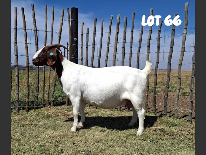 1865 22-41 | De Looft Boerbokstoet