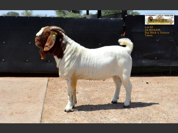 24-0943JOK | O'KENNEDY GENETICS