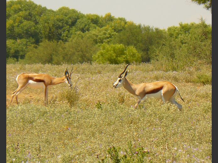 Kalahari Springbok | Leeukraal Wildboerdery (C Scheppel)