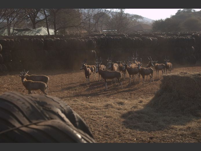 BLESBOKKE