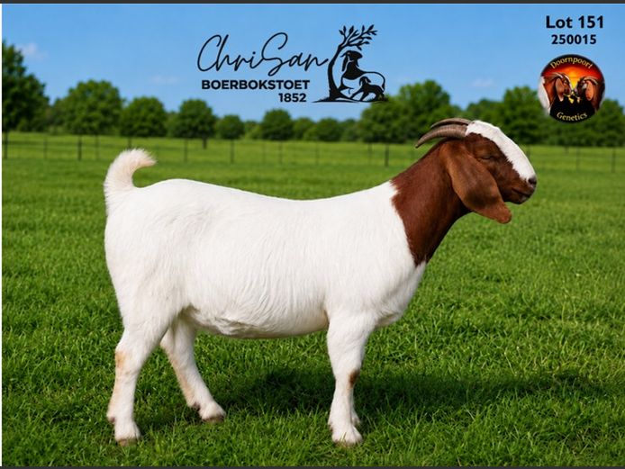 1852250015 | CHRISAN BOERBOKSTOET 