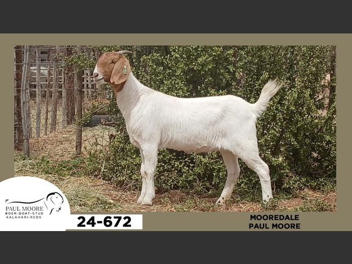 24-672  |  Paul Moore - Mooredale