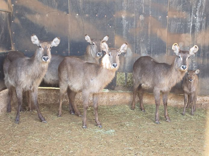 WATERBOK (no vat) | IMBABALA