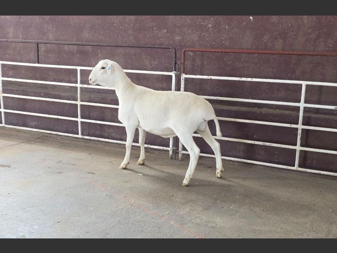 139 25 0059 | MNR. PR WIESE H/A BULBERG BDY