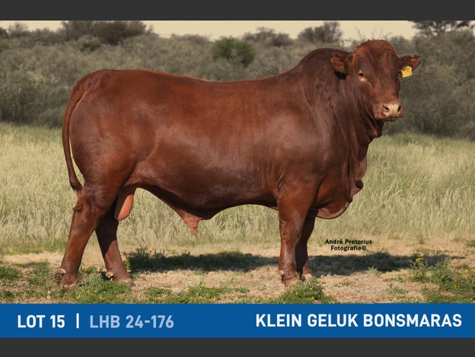 LHB240176 | KLEIN GELUK BONSMARAS