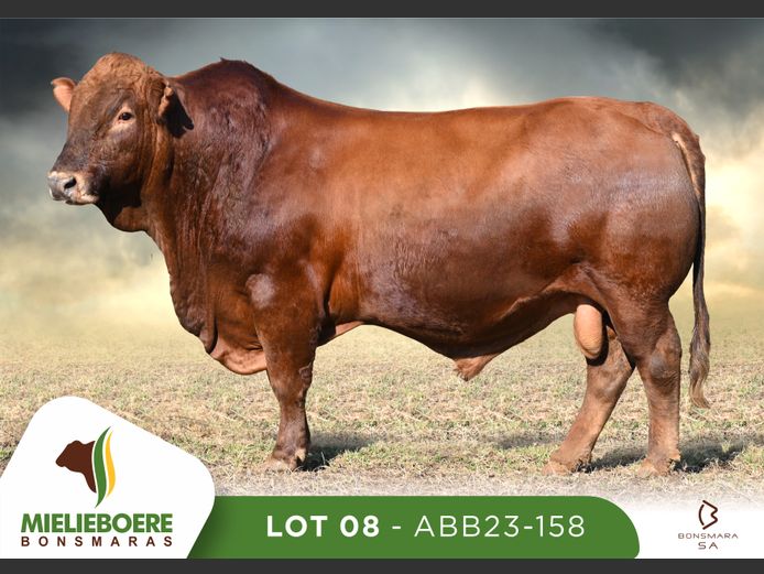 ABB 230158 | ALLEM BROTHERS (PTY) LTD