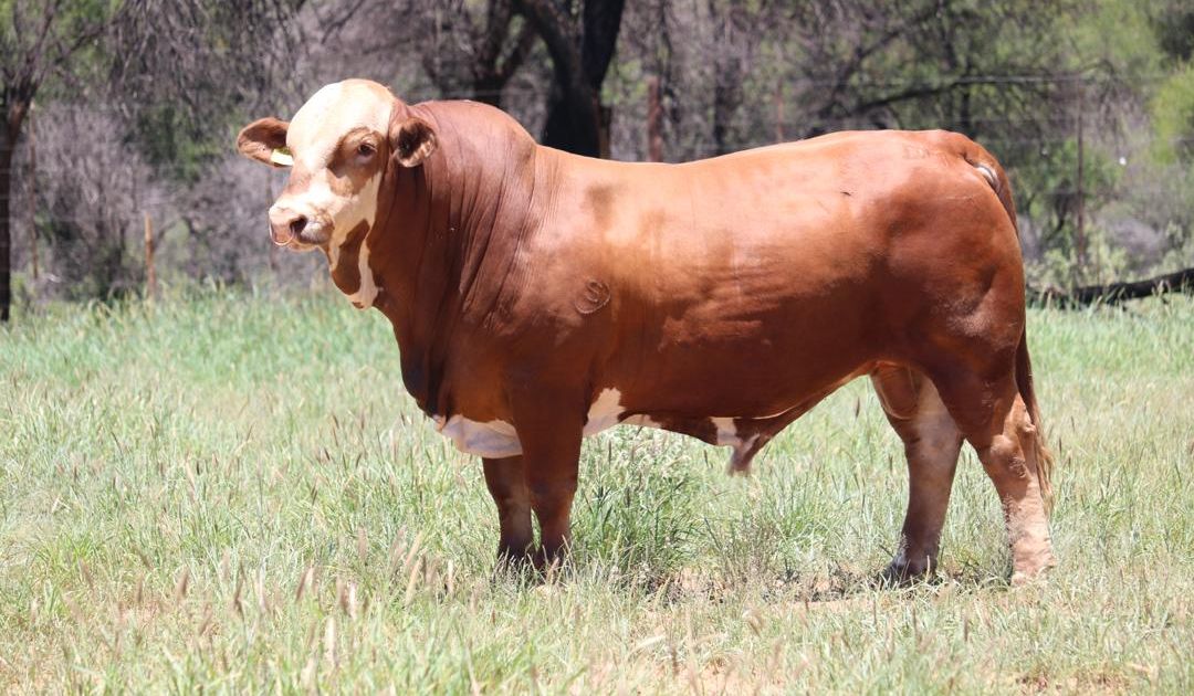 Lot 3 | CENTRAL SELECT BULL AUCTION - NAMIBIA'S BEST SELECTED BULLS ...