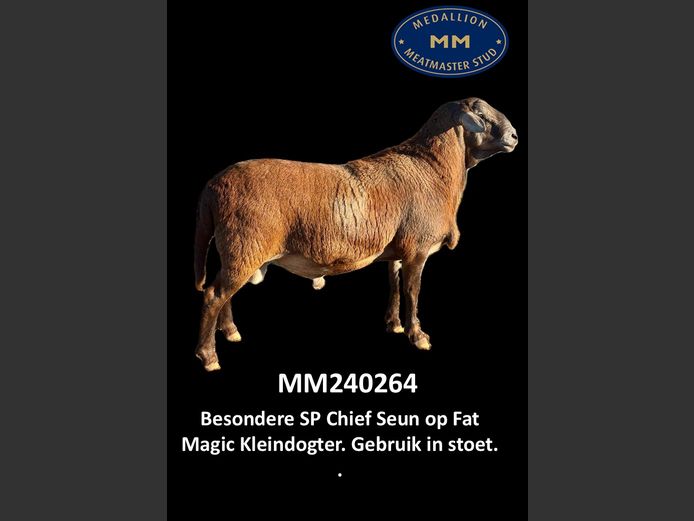 MM 240264 | MEDALLION MEATMASTER STOET