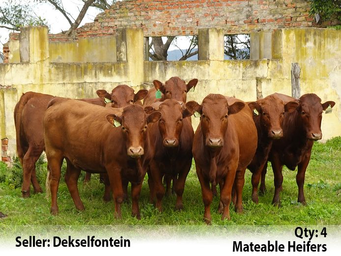 Commercial Animals | Dekselfontein