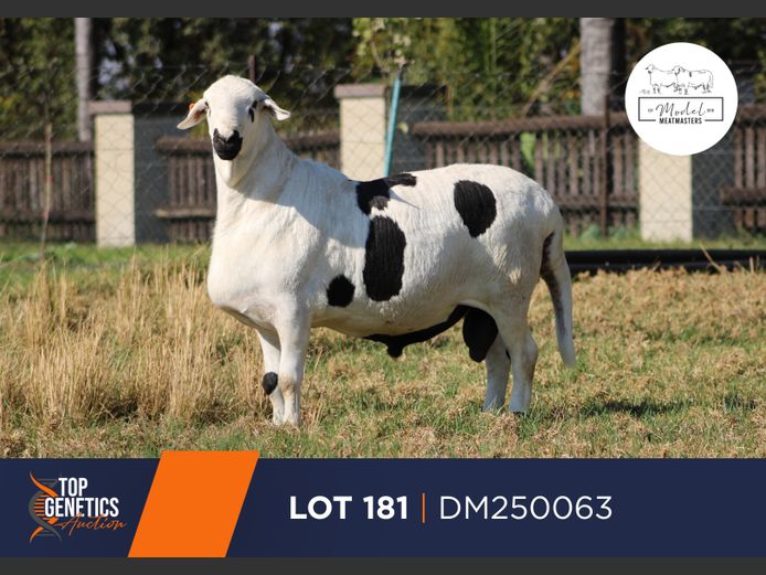 DM25-0063 | MODEL MEATMASTERS