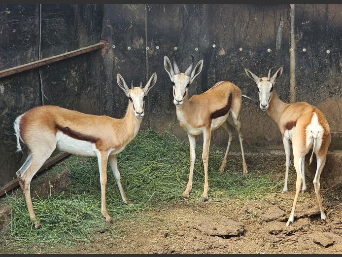 SPRINGBOK | DE KOCK BDY