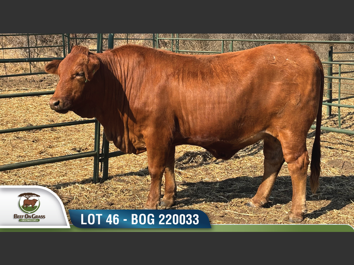 BOG 220033 | BEEF ON GRASS