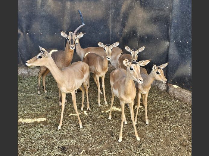 IMPALA | M.E V GREUNEN