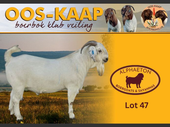24-152 | Alphaeton Boergoats and Savannas