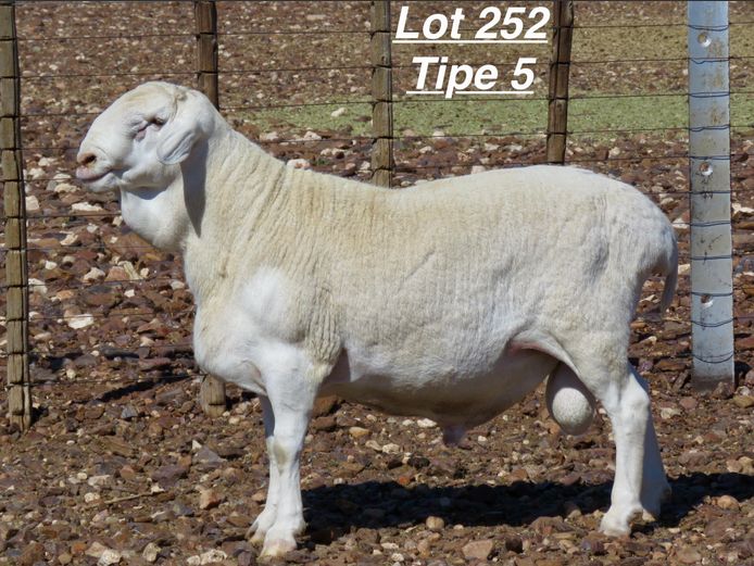 4353 | Louis van Rensburg