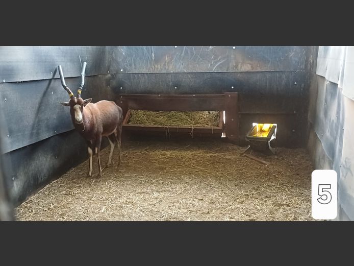 GEWONE BLESBOK | AL BADENHORST