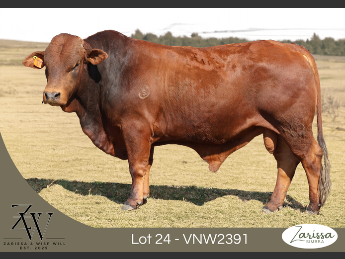 VNW2391C | ZARISSA