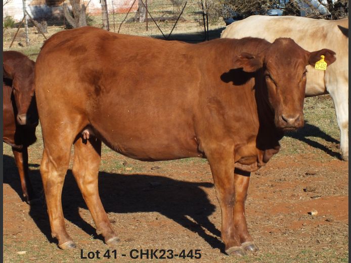 CHK230445 | A.J. KRIEL
