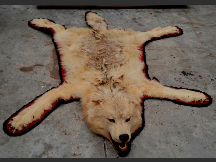 ARCTIC WOLF PELT RUG, 190 x 150cm