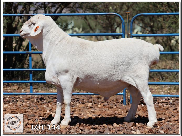 138 24 0275 | ANEL LIEBENBERG