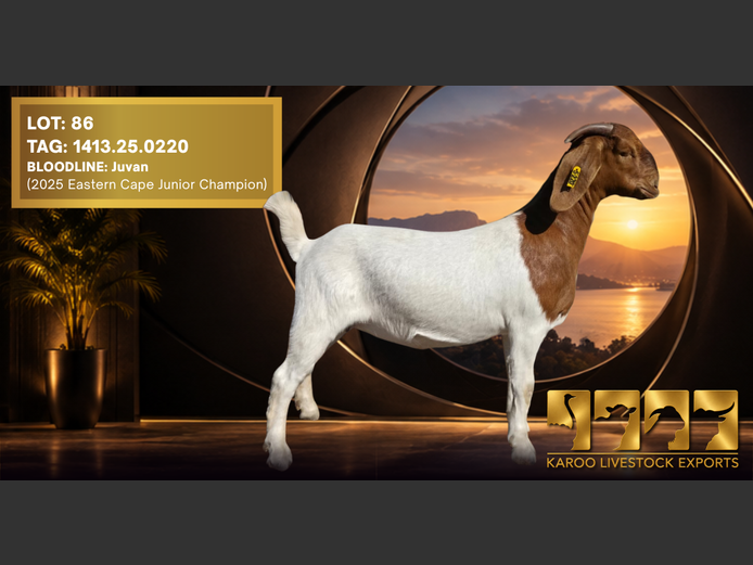 1413 25-0220 | Karoo Livestock