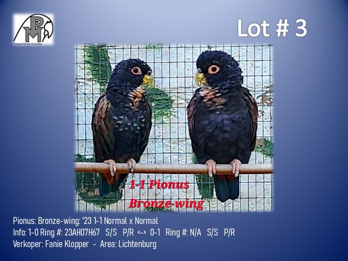 Lot # 3: 1-1 '23 Pionus: Bronze-wing: Normal x Normal