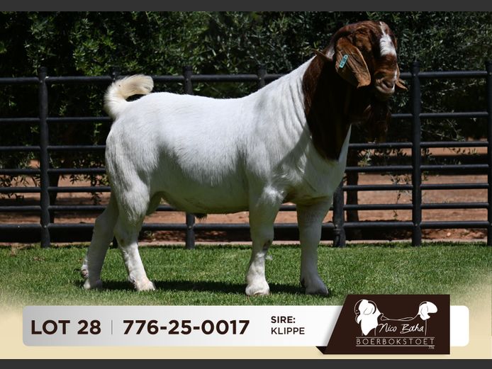 776-25-0017 | Nico Botha Boerbokstoet