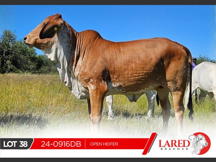 24-0916DB | LARED BRAHMAN 
