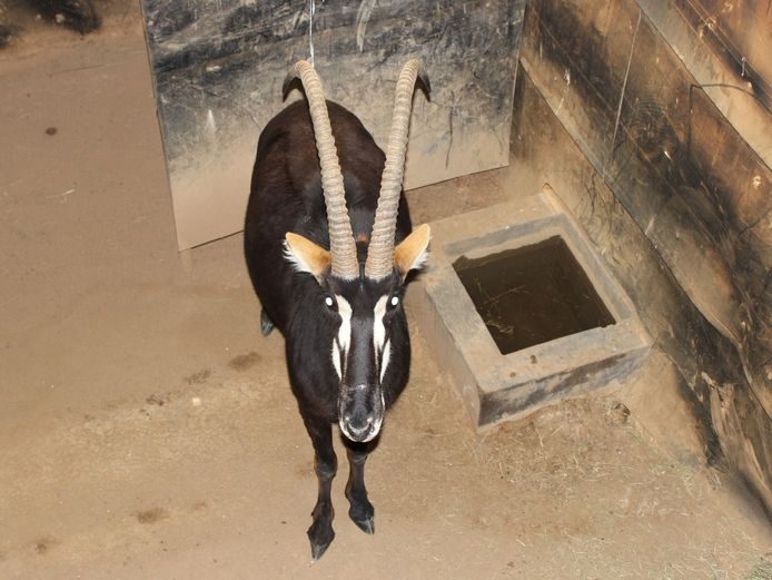 SABLE TROPHY BULL | INYATHI