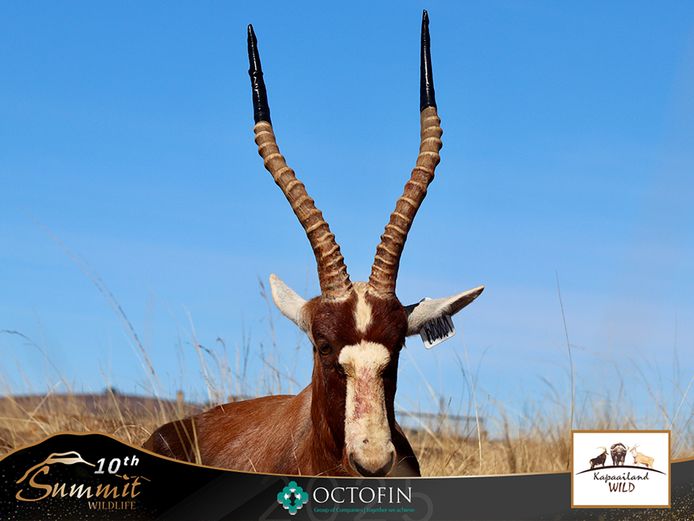 19" Blesbok Ram	