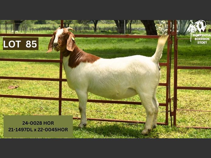 24-0028HOR | HORTENTIA MEATMASTERS