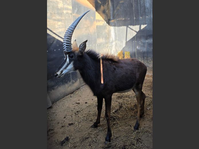 SABLE | DANIE RUST BOERDERY