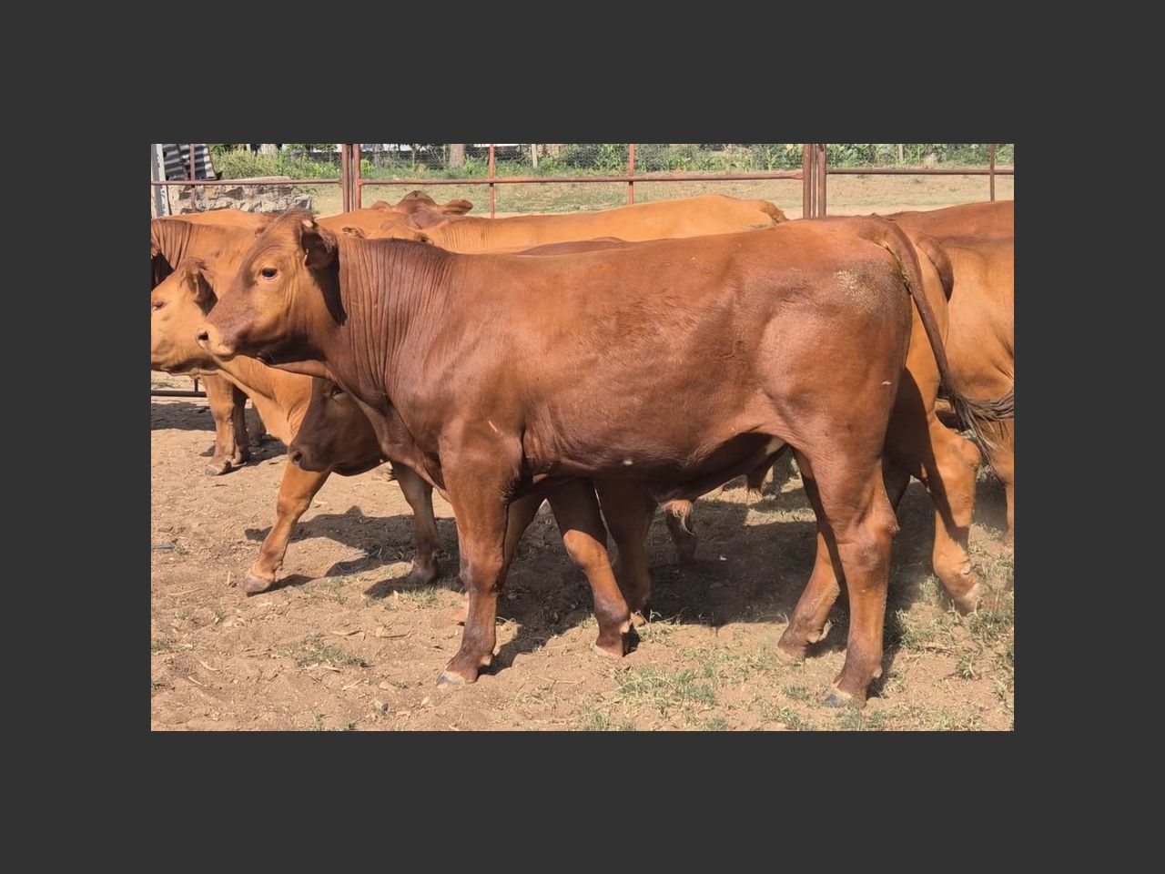 Lot 10 | KOFFIEBUS & TEEBUS WEANER SALE | SwiftVEE | South Africa’s ...