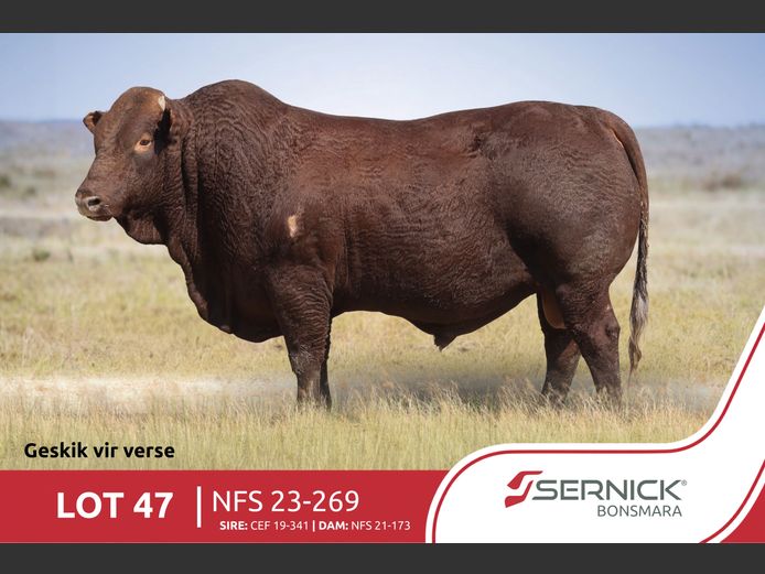 NFS 230269 HH(c) | SERNICK BONSMARA STOET