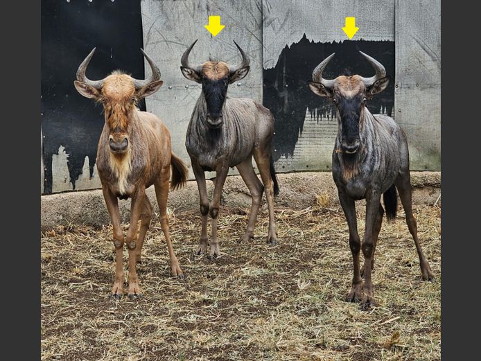 BLUE WILDEBEEST | ZEEKOEVALLEY