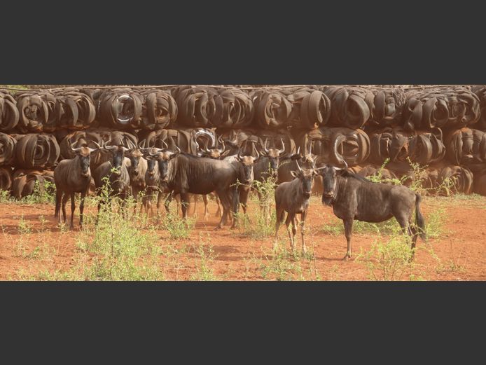 Blouwildebeeste