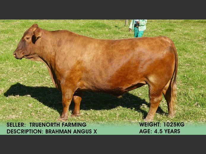 Ox | Truenorth Farming