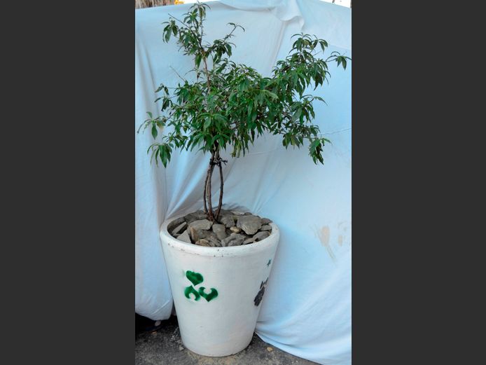 PEACH TREE IN PLANTER, 65cm Diameter x 70cm High