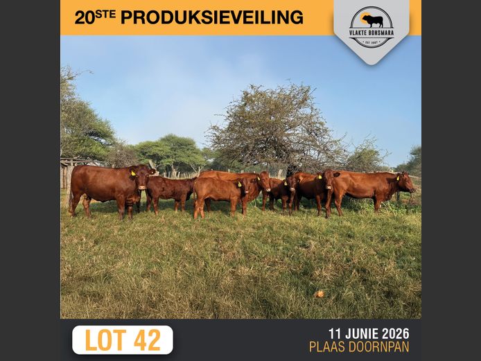 Commercial Animals | RENOSTERFONTEIN Bdy