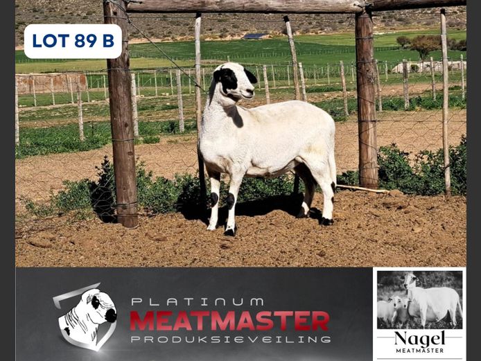 NM24 3235 | Hein Nagel - Nagel Meatmasters, Ladismith WK