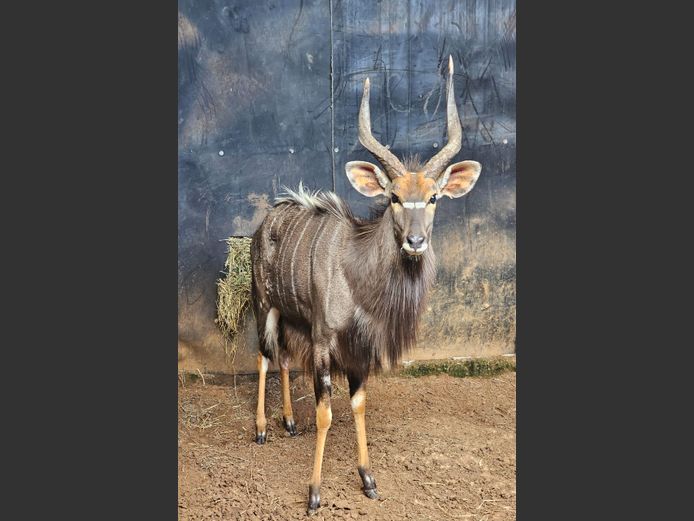 NYALA 28 1/8" | DIMAR BOERDERY