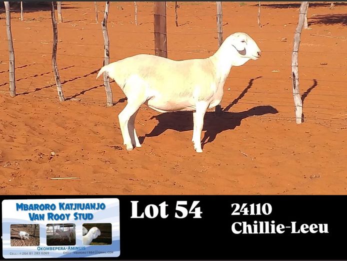 24110 | MBARORO KATJIUANJO VAN ROOY STUD