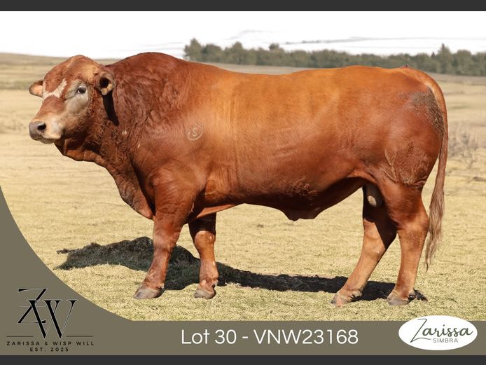 VNW23168 | ZARISSA