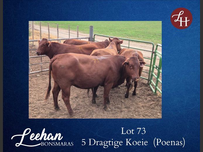 Commercial Animals | Leehan Bonsmaras Bonsmaras