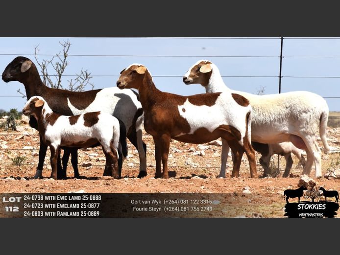 HWH24-0723 | Stokkies Meatmasters