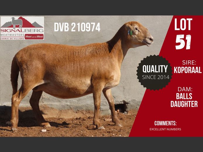 DVB 210974 | SIGNALBERG MEATMASTERS